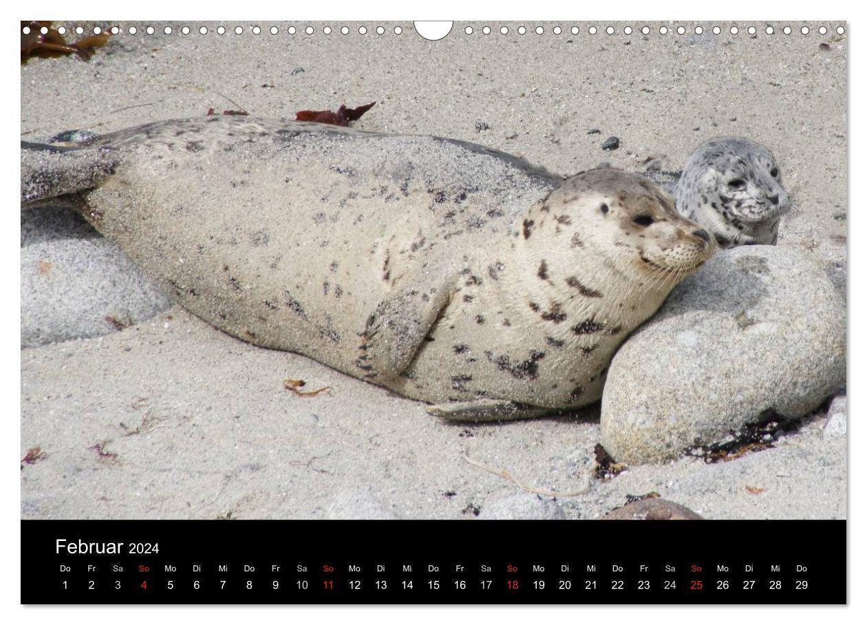 Bild: 9783383617072 | Monterey California (Wandkalender 2024 DIN A3 quer), CALVENDO...