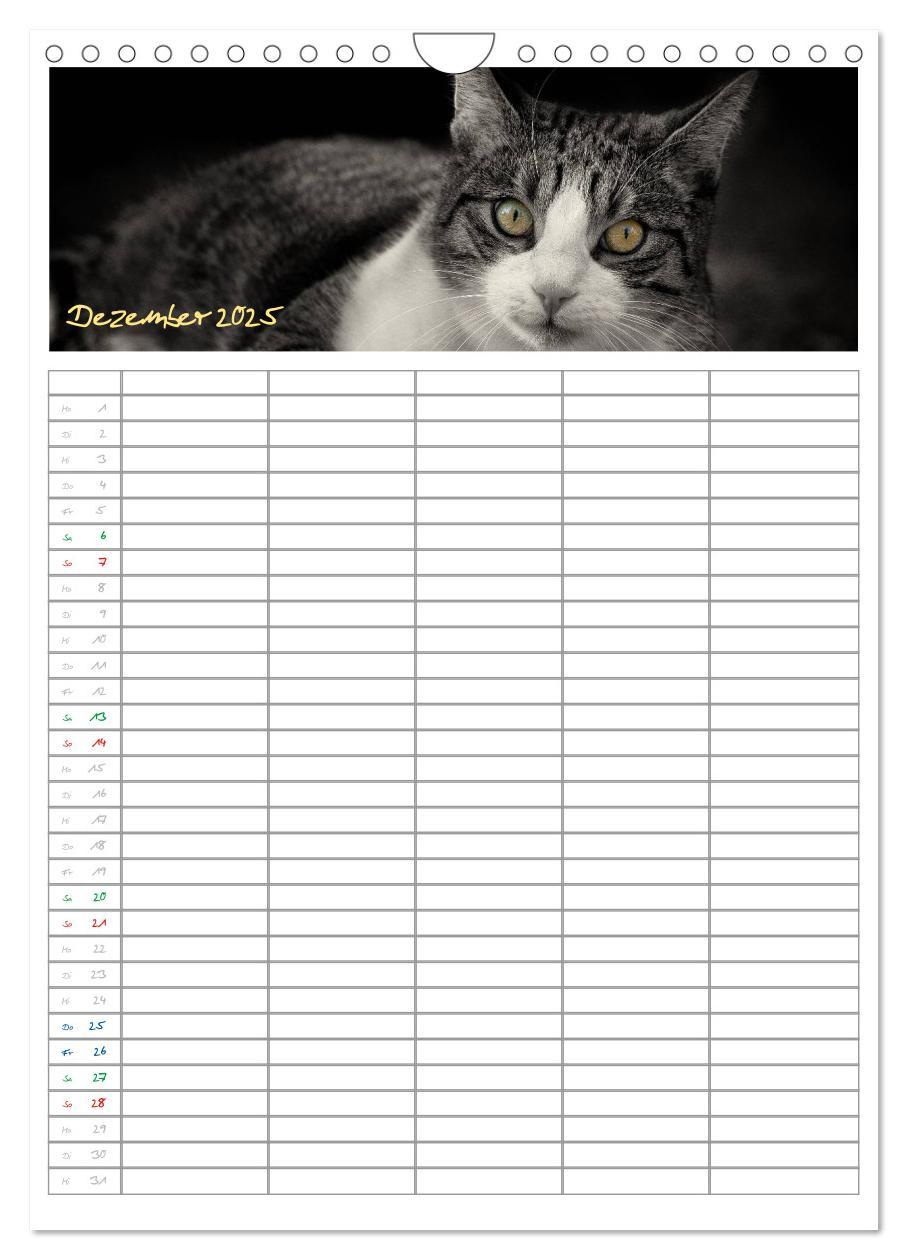 Bild: 9783457088166 | Miezekatzen Planungskalender (Wandkalender 2025 DIN A4 hoch),...