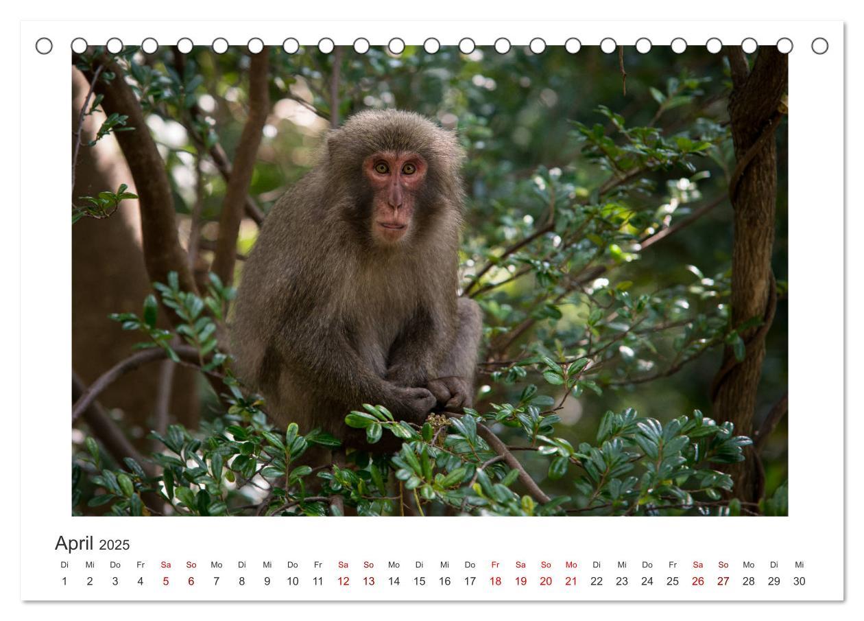 Bild: 9783435343799 | Yakushima - Japans Weltnaturerbe (Tischkalender 2025 DIN A5 quer),...