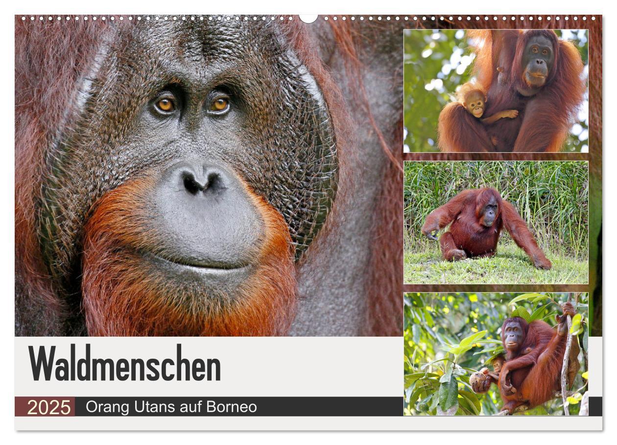 Cover: 9783435360383 | Waldmenschen - Orang Utans auf Borneo (Wandkalender 2025 DIN A2...