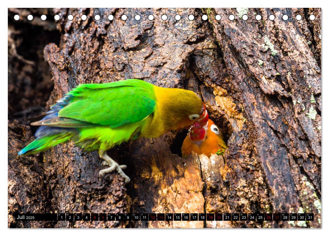 Bild: 9783435341252 | Tansania - Tierwanderung in der Serengeti (Tischkalender 2025 DIN...