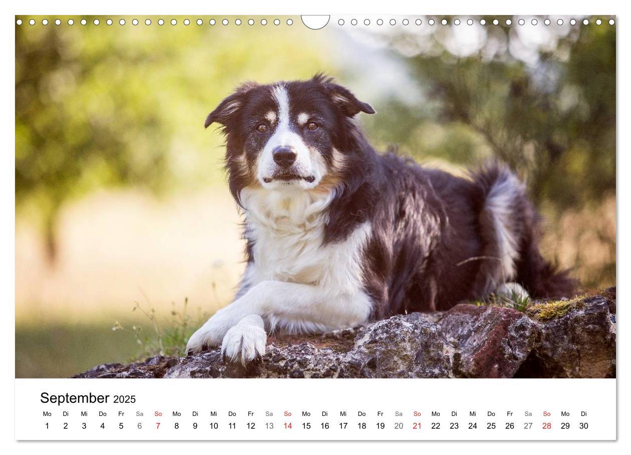 Bild: 9783435577750 | Border Collies 2025 (Wandkalender 2025 DIN A3 quer), CALVENDO...