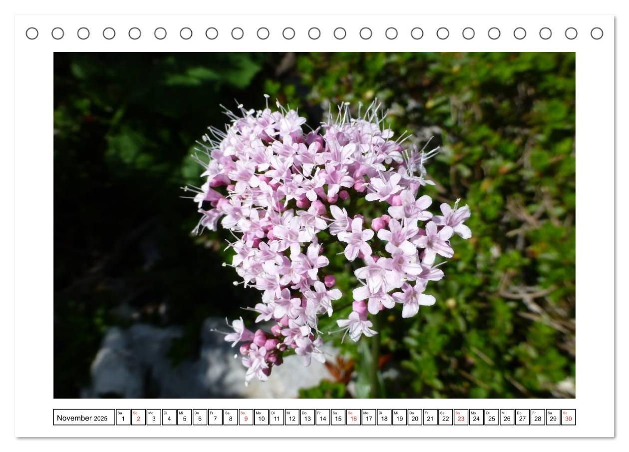 Bild: 9783435598014 | Alpenblumen. Bunte Welt in luftiger Höhe (Tischkalender 2025 DIN A5...