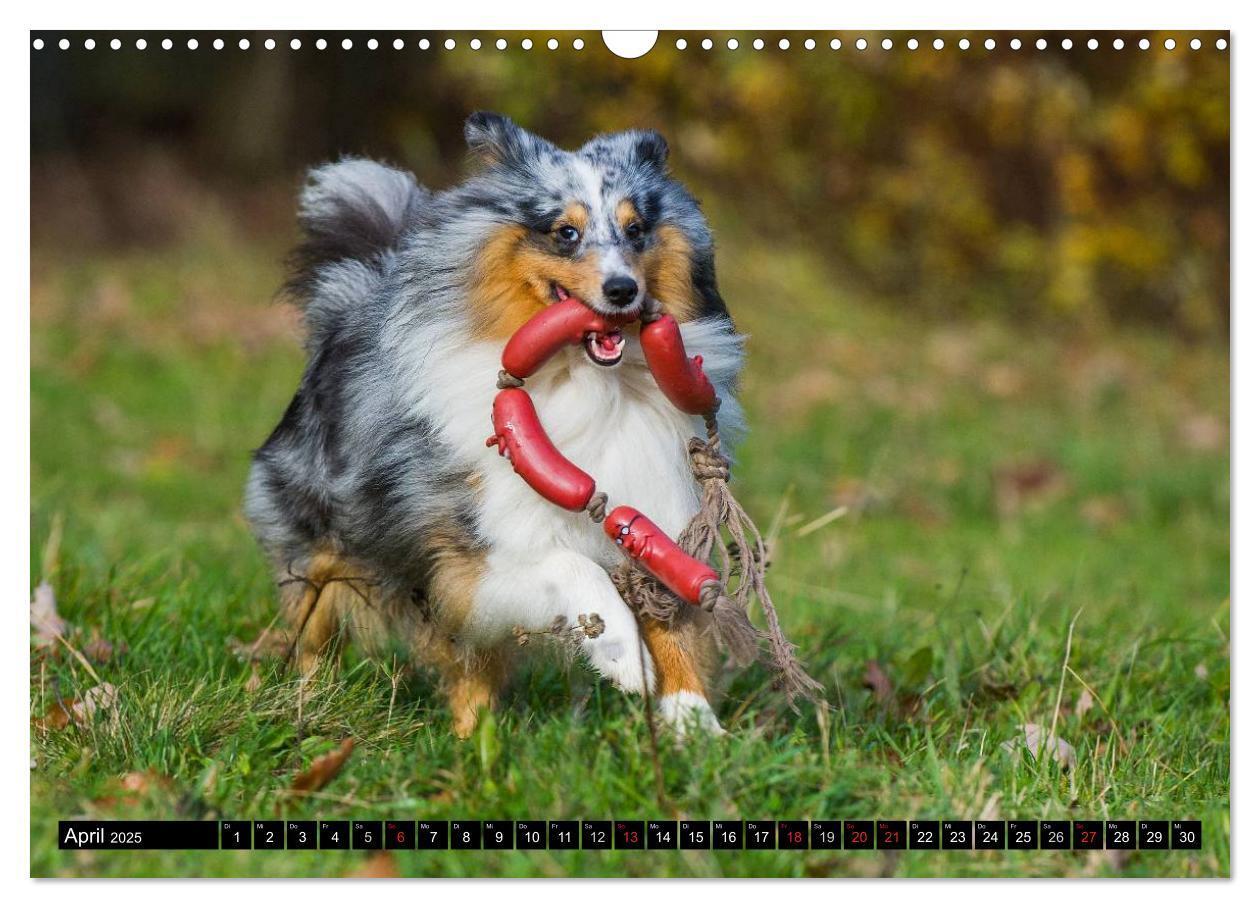 Bild: 9783435569564 | Traumhund Sheltie (Wandkalender 2025 DIN A3 quer), CALVENDO...