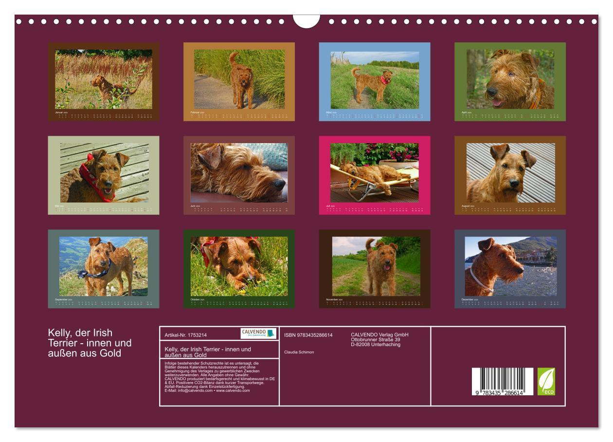 Bild: 9783435286614 | Kelly, der Irish Terrier - innen und außen aus Gold (Wandkalender...