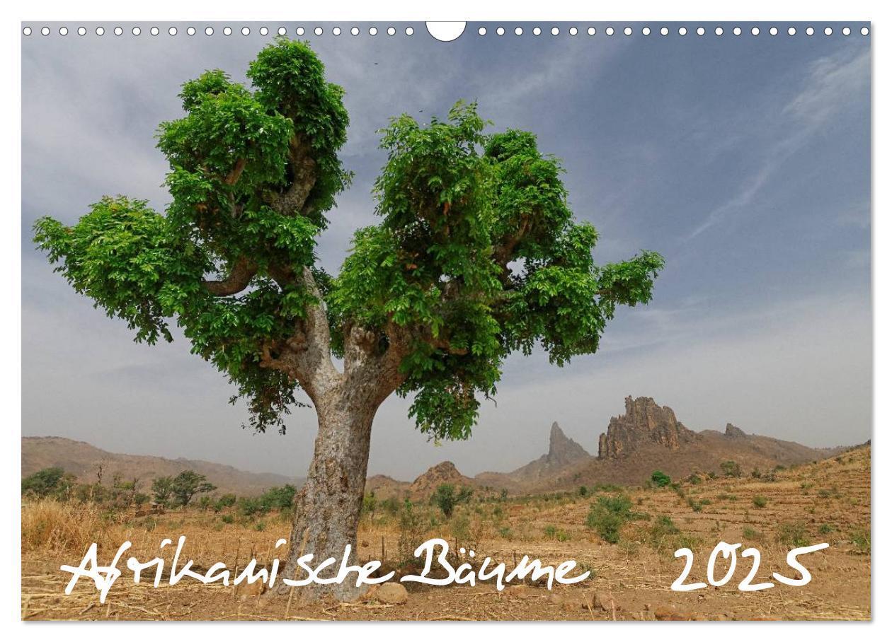 Cover: 9783435779246 | Afrikanische Bäume (Wandkalender 2025 DIN A3 quer), CALVENDO...