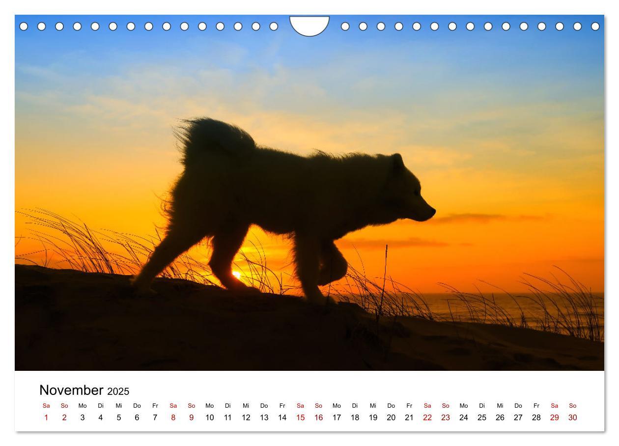 Bild: 9783435014439 | Ein Samojede am Meer (Wandkalender 2025 DIN A4 quer), CALVENDO...