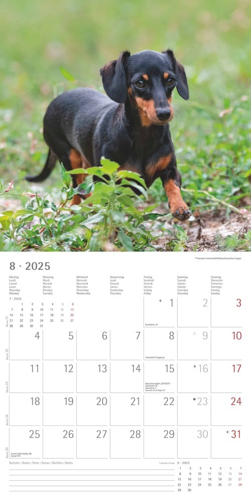 Bild: 4251732343033 | Alpha Edition - Dackel 2025 Broschürenkalender, 30x30cm,...