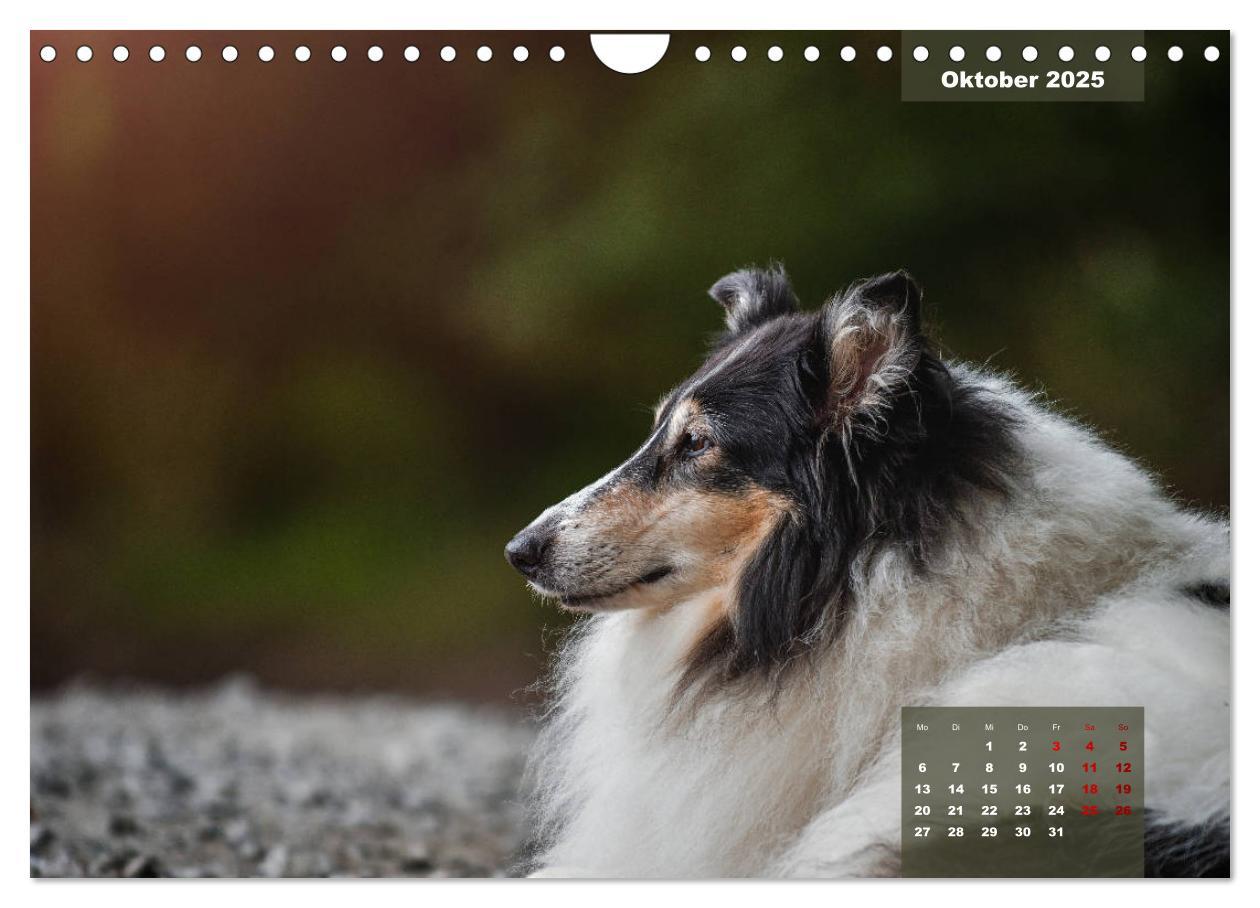 Bild: 9783435110919 | Typisch Collie (Wandkalender 2025 DIN A4 quer), CALVENDO...