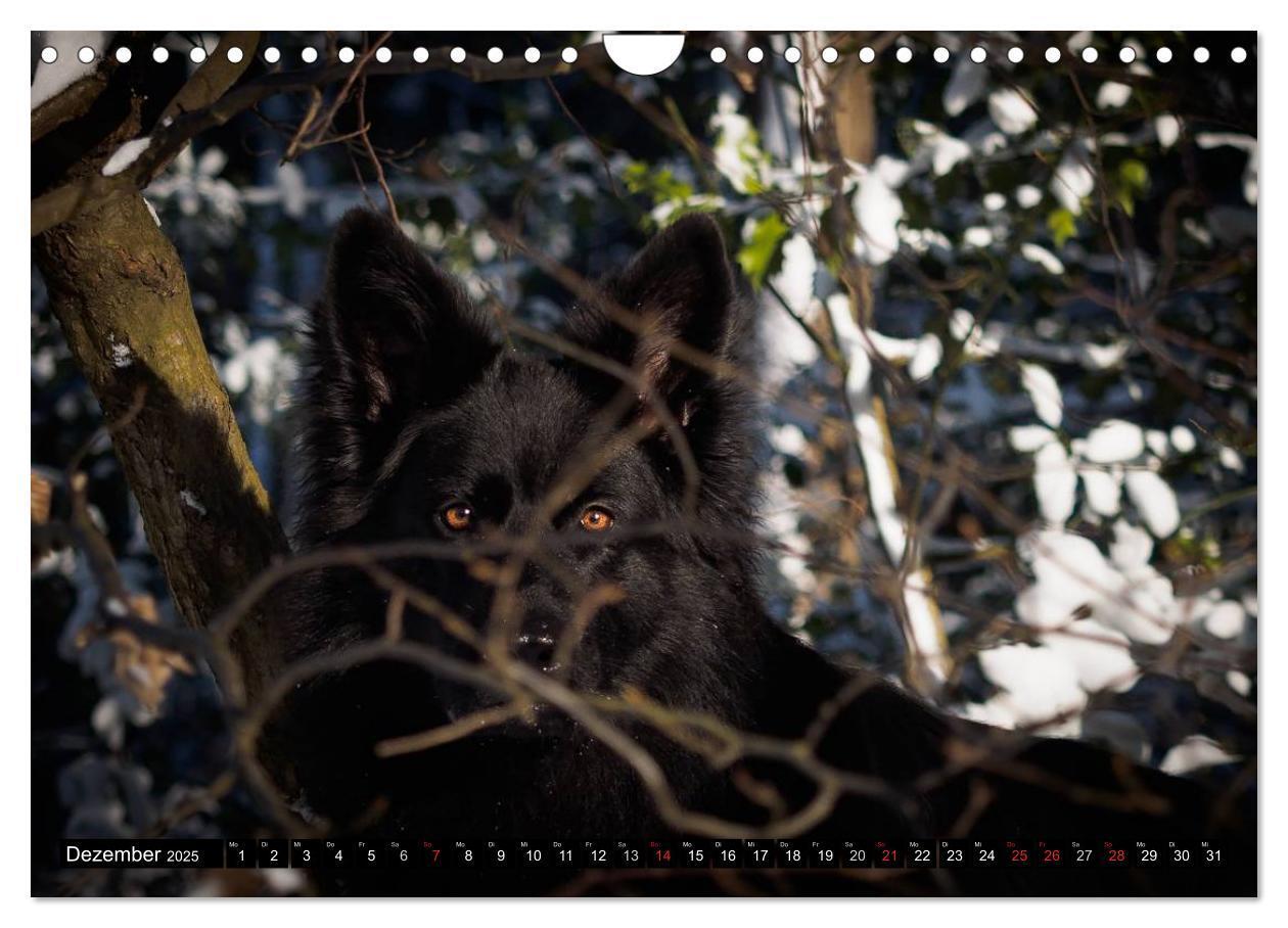 Bild: 9783435573264 | Schwarz ist schön! Der lackschwarze altdeutsche Schäferhund...