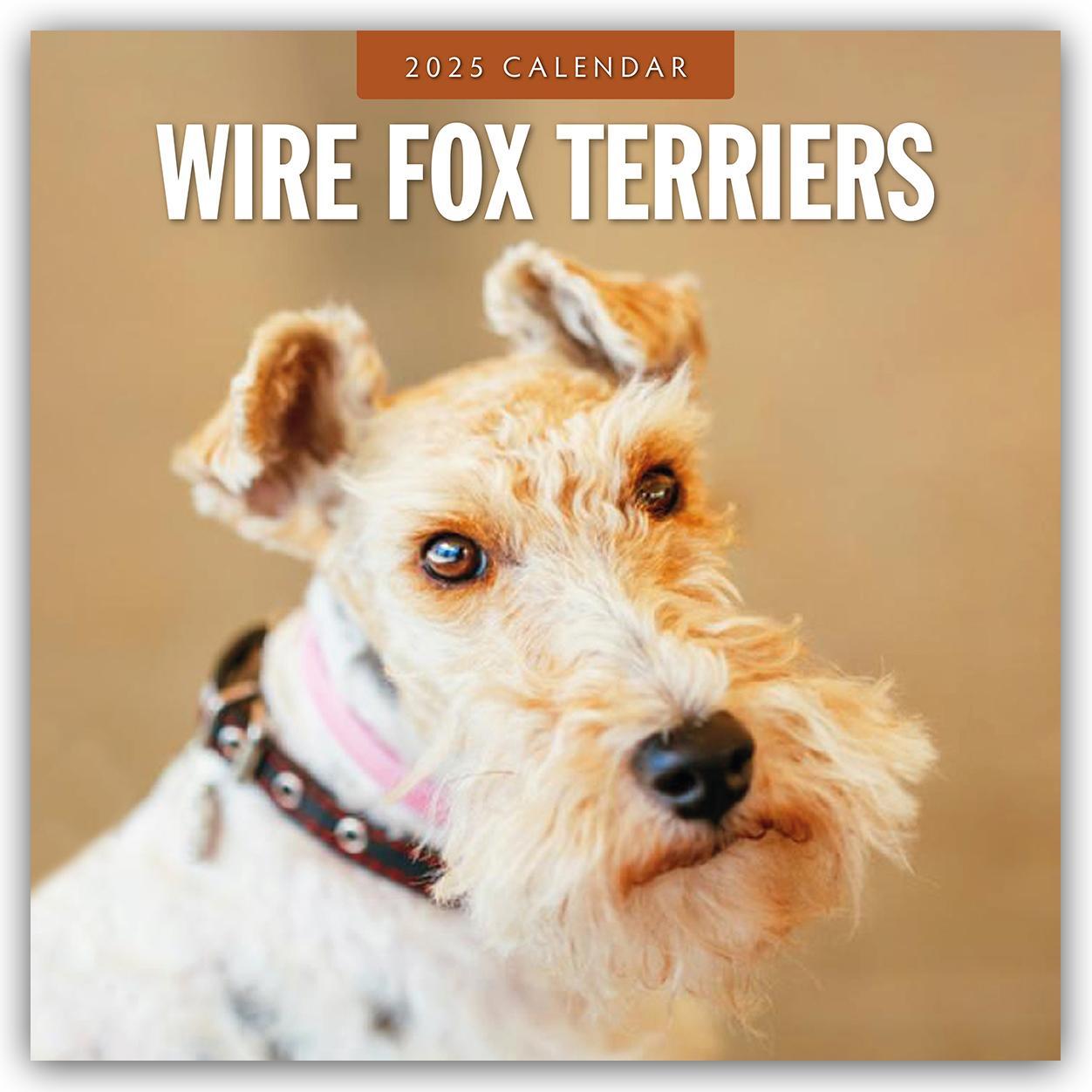 Cover: 9781804425244 | Wire Fox Terriers - Drahthaar Foxterrier 2025 - 16-Monatskalender