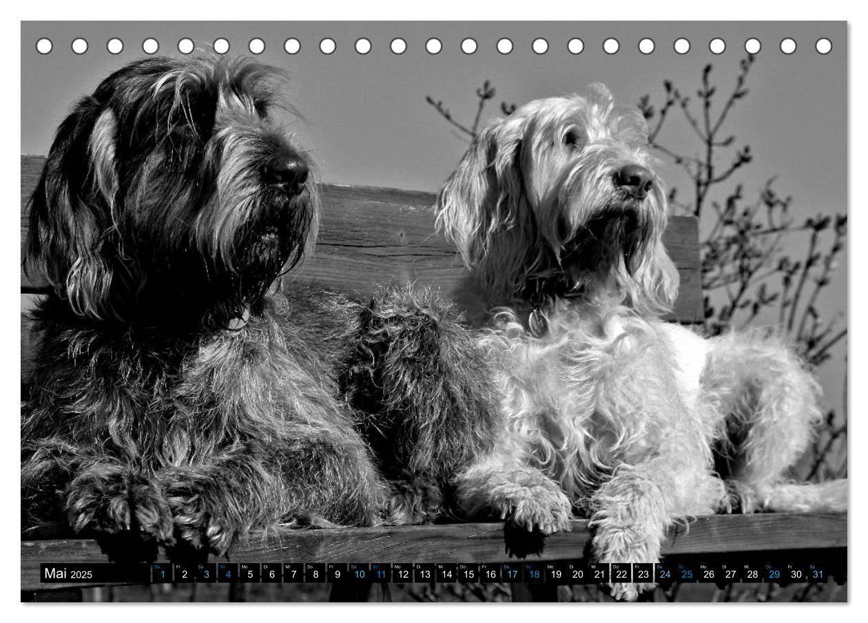 Bild: 9783435628575 | Carissimo Spinone Italiano (Tischkalender 2025 DIN A5 quer),...