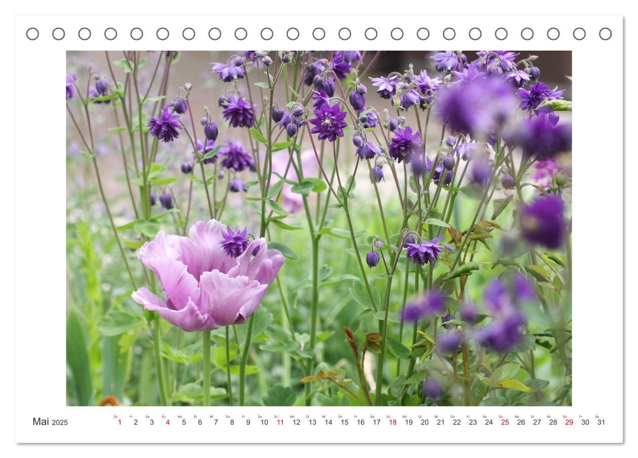 Bild: 9783435329168 | Akeleien im Garten (Tischkalender 2025 DIN A5 quer), CALVENDO...