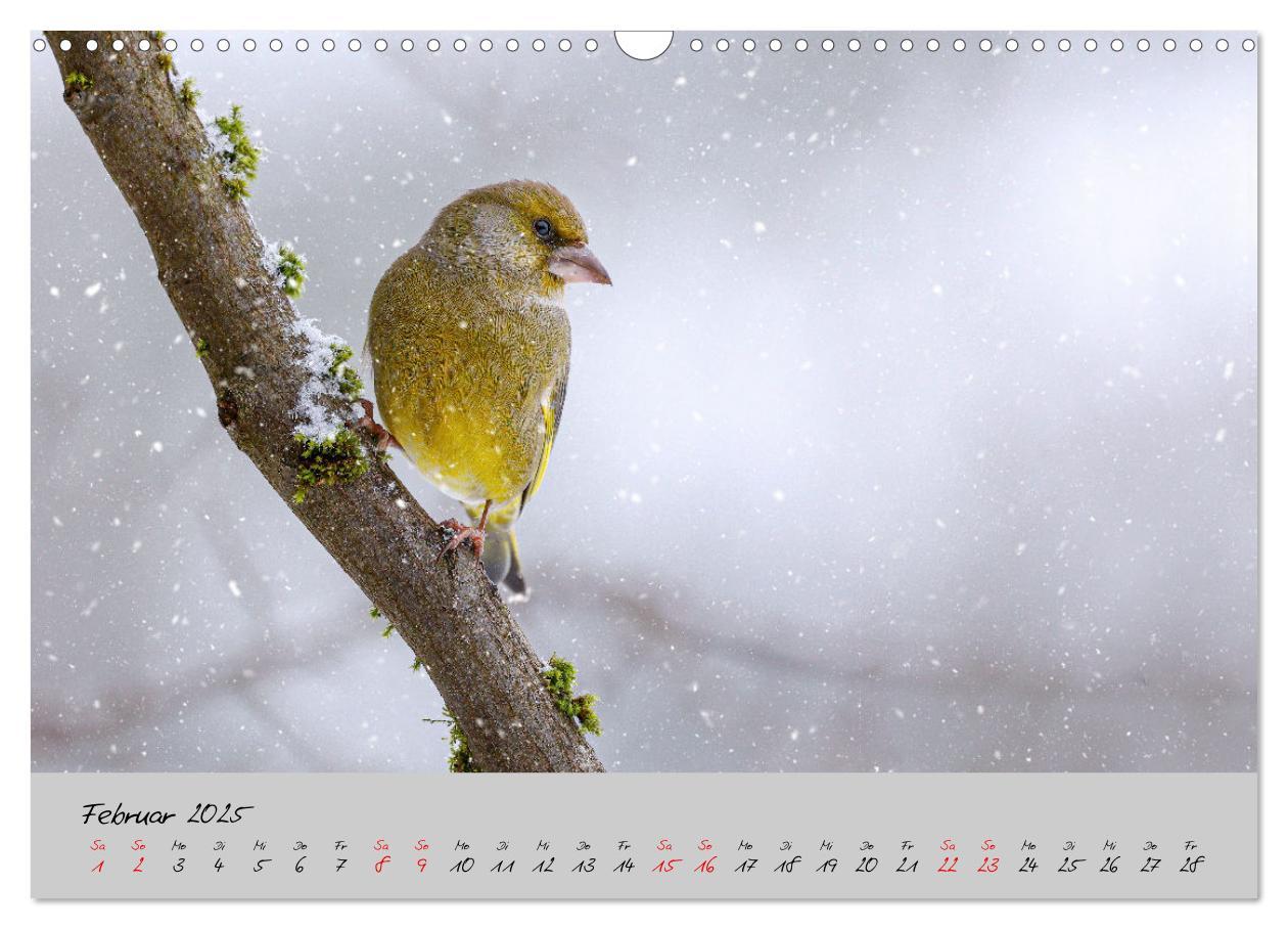 Bild: 9783435066049 | Bunte Vögel am Futterplatz (Wandkalender 2025 DIN A3 quer),...