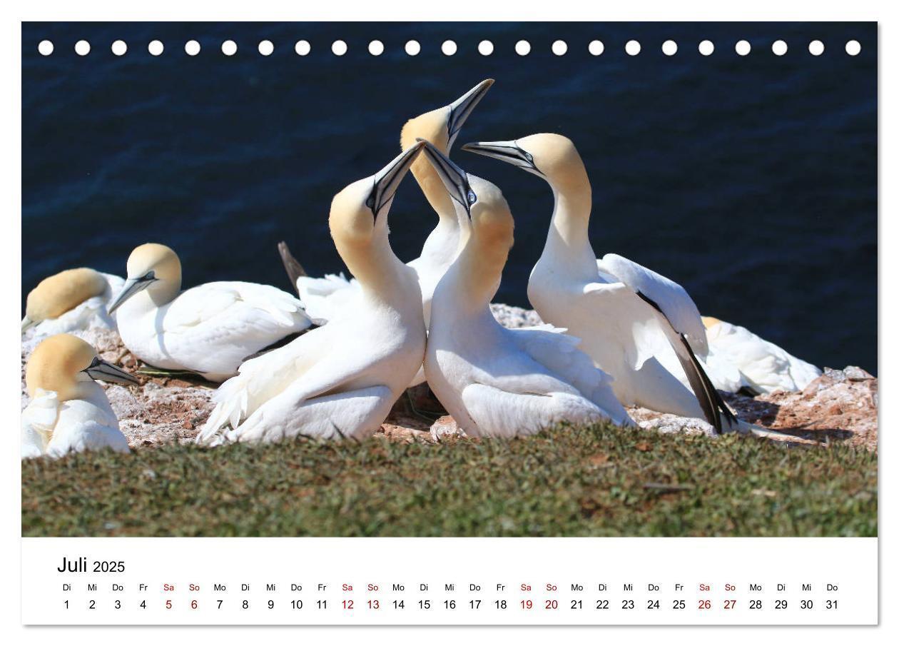 Bild: 9783435388707 | Deutsche Hochseeinsel Helgoland (Tischkalender 2025 DIN A5 quer),...