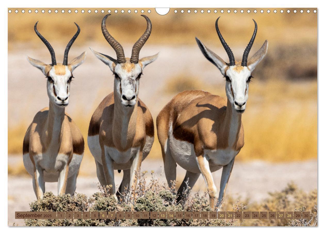 Bild: 9783383861574 | Wildlife Namibia - Etosha und Kalahari (Wandkalender 2025 DIN A3...