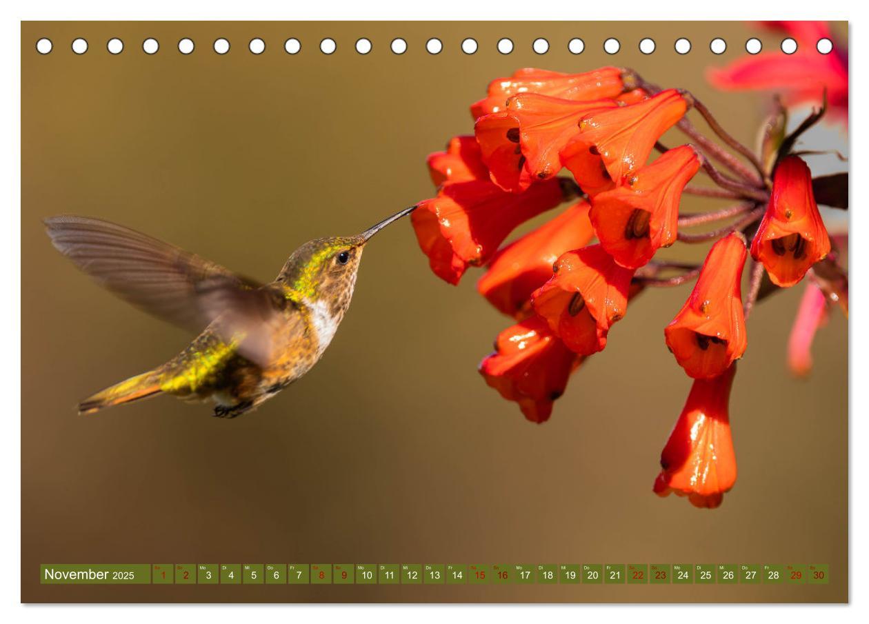 Bild: 9783383887109 | Zauberhafte Kolibris in Costa Rica (Tischkalender 2025 DIN A5...