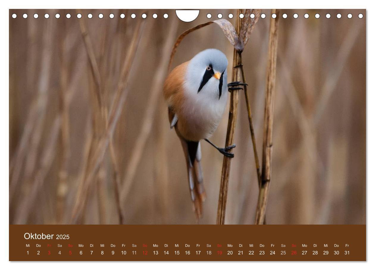 Bild: 9783435517169 | Der Federsee - Vogelparadies in Oberschwaben (Wandkalender 2025 DIN...