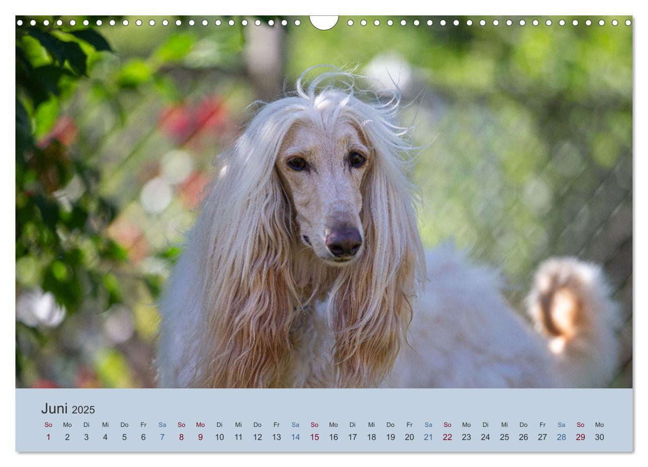 Bild: 9783435413324 | AFGHANISCHE WINDHUNDE 2025 (Wandkalender 2025 DIN A3 quer),...