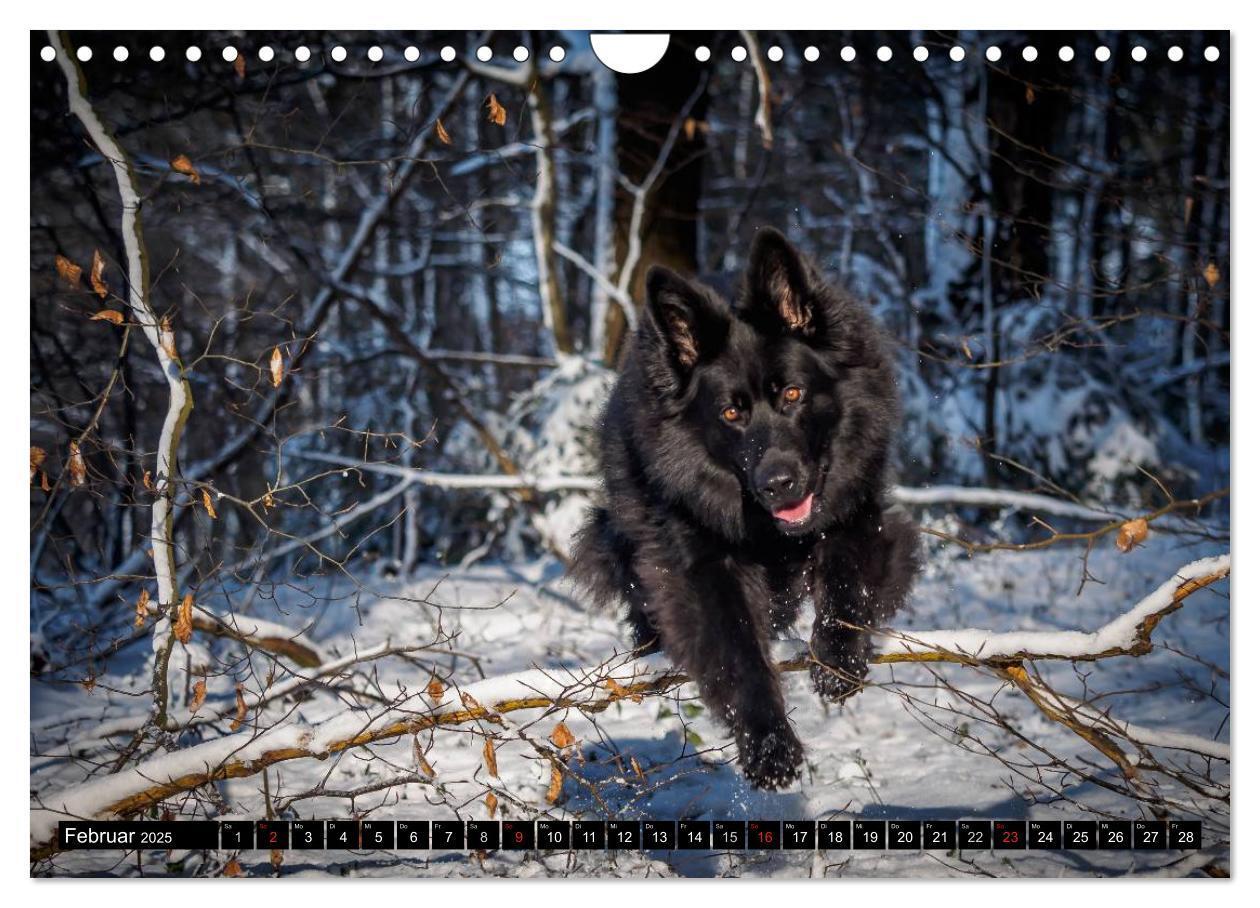 Bild: 9783435573264 | Schwarz ist schön! Der lackschwarze altdeutsche Schäferhund...