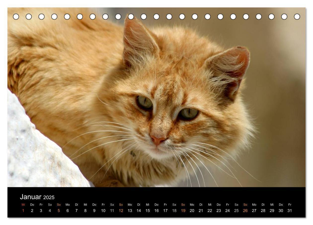 Bild: 9783435677405 | Katzensprung (Tischkalender 2025 DIN A5 quer), CALVENDO Monatskalender