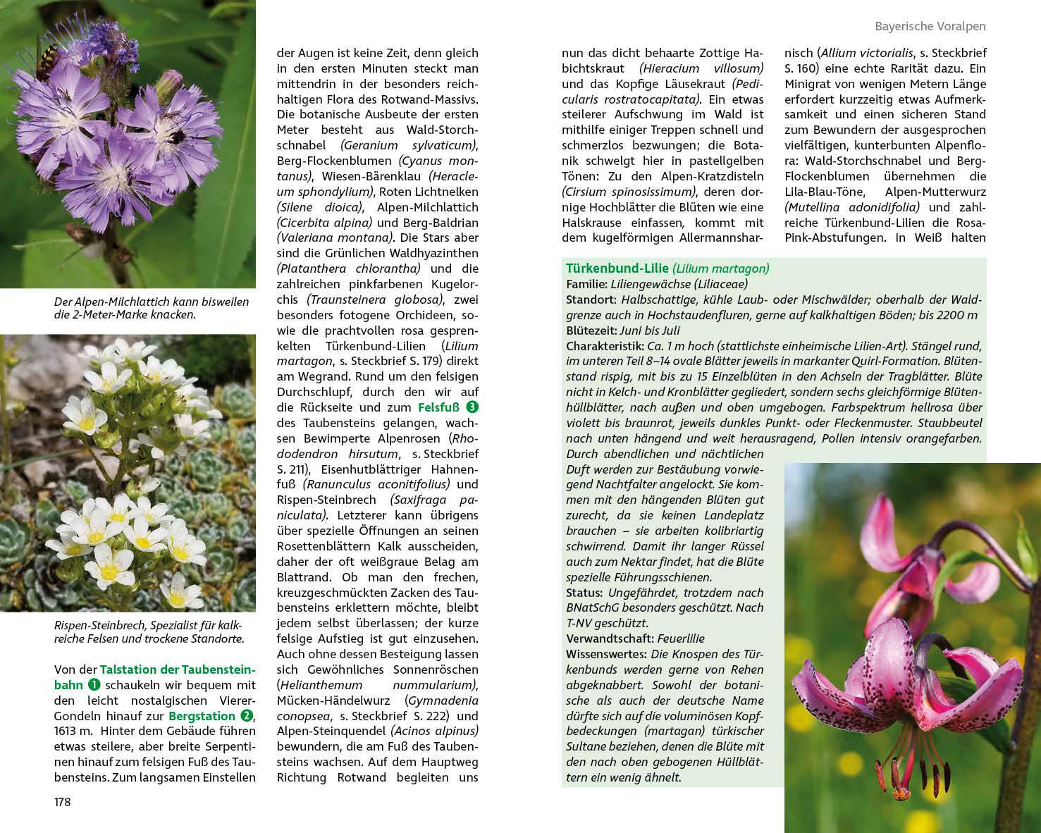 Bild: 9783763333172 | Blumenwanderungen Bayerische Alpen | Margit Hiller | Taschenbuch