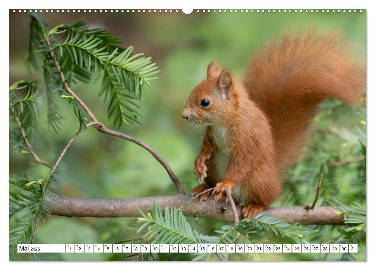 Bild: 9783435665587 | Eichhörnchen im Königlichen Garten (hochwertiger Premium...