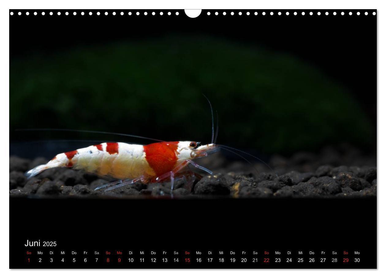 Bild: 9783435561582 | Zwerggarnelen - gepanzerte Juwelen im Aquarium (Wandkalender 2025...