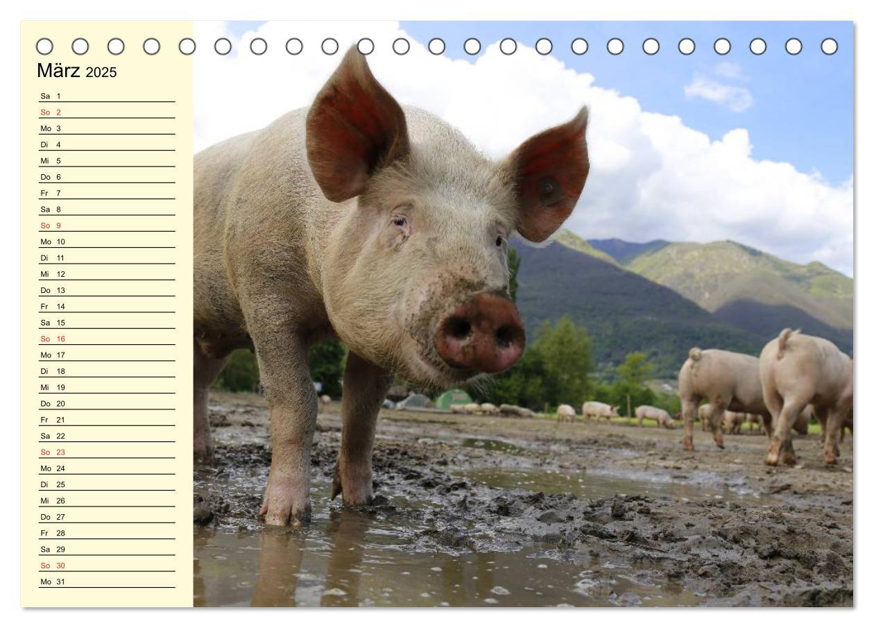 Bild: 9783435529421 | Von Säuen die Schwein haben! (Tischkalender 2025 DIN A5 quer),...