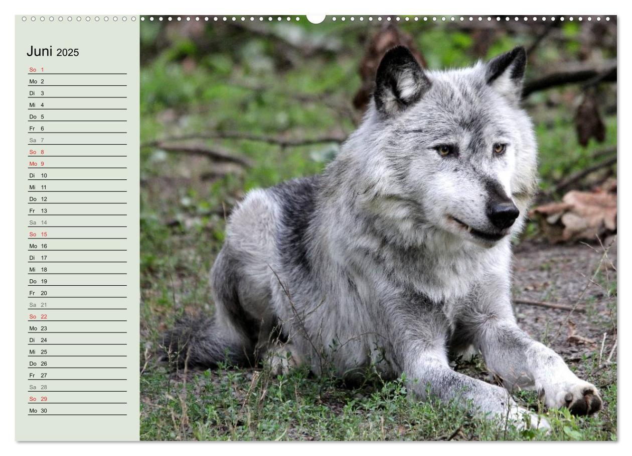 Bild: 9783435471409 | Im Rudel Zuhause - Der Wolf (hochwertiger Premium Wandkalender 2025...