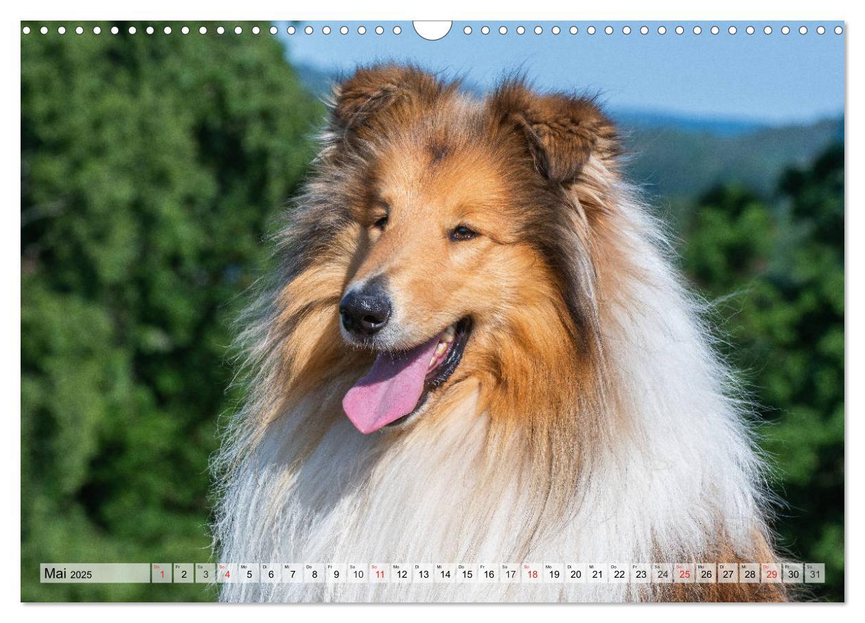 Bild: 9783435312146 | Collie - Das Glück hat 4 Pfoten (Wandkalender 2025 DIN A3 quer),...