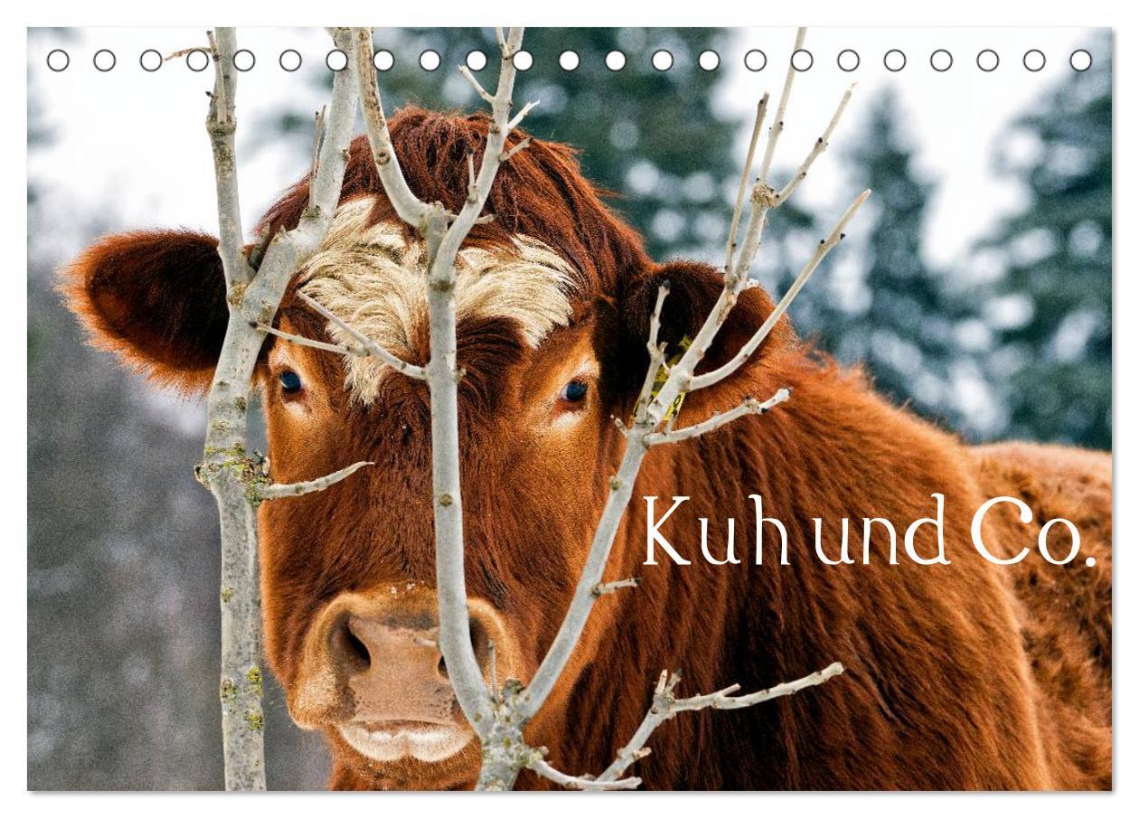 Cover: 9783435628131 | Kuh und Co. (Tischkalender 2025 DIN A5 quer), CALVENDO Monatskalender