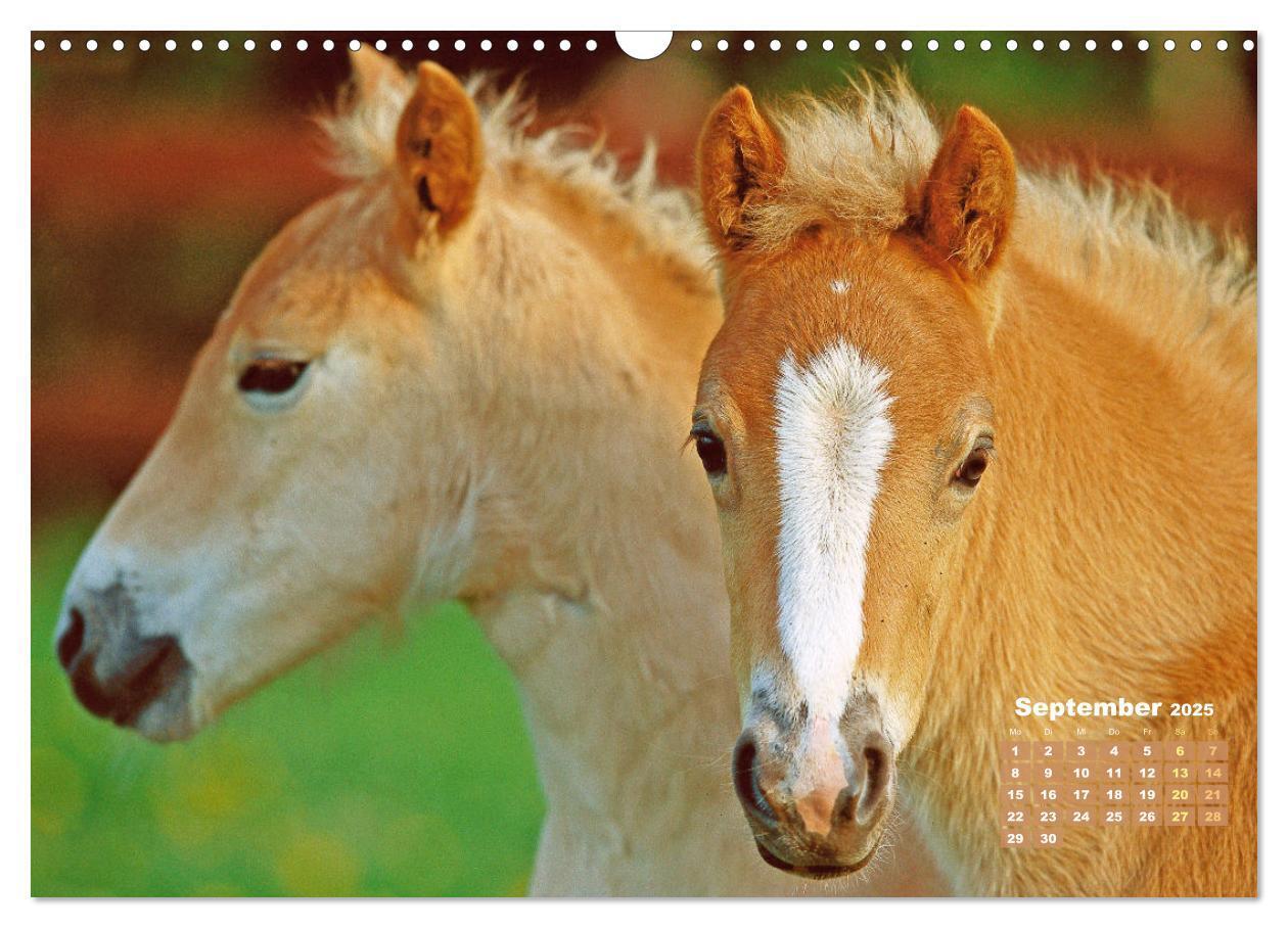 Bild: 9783457184998 | Haflinger: Die blonden Pferde von der Alm (Wandkalender 2025 DIN A3...