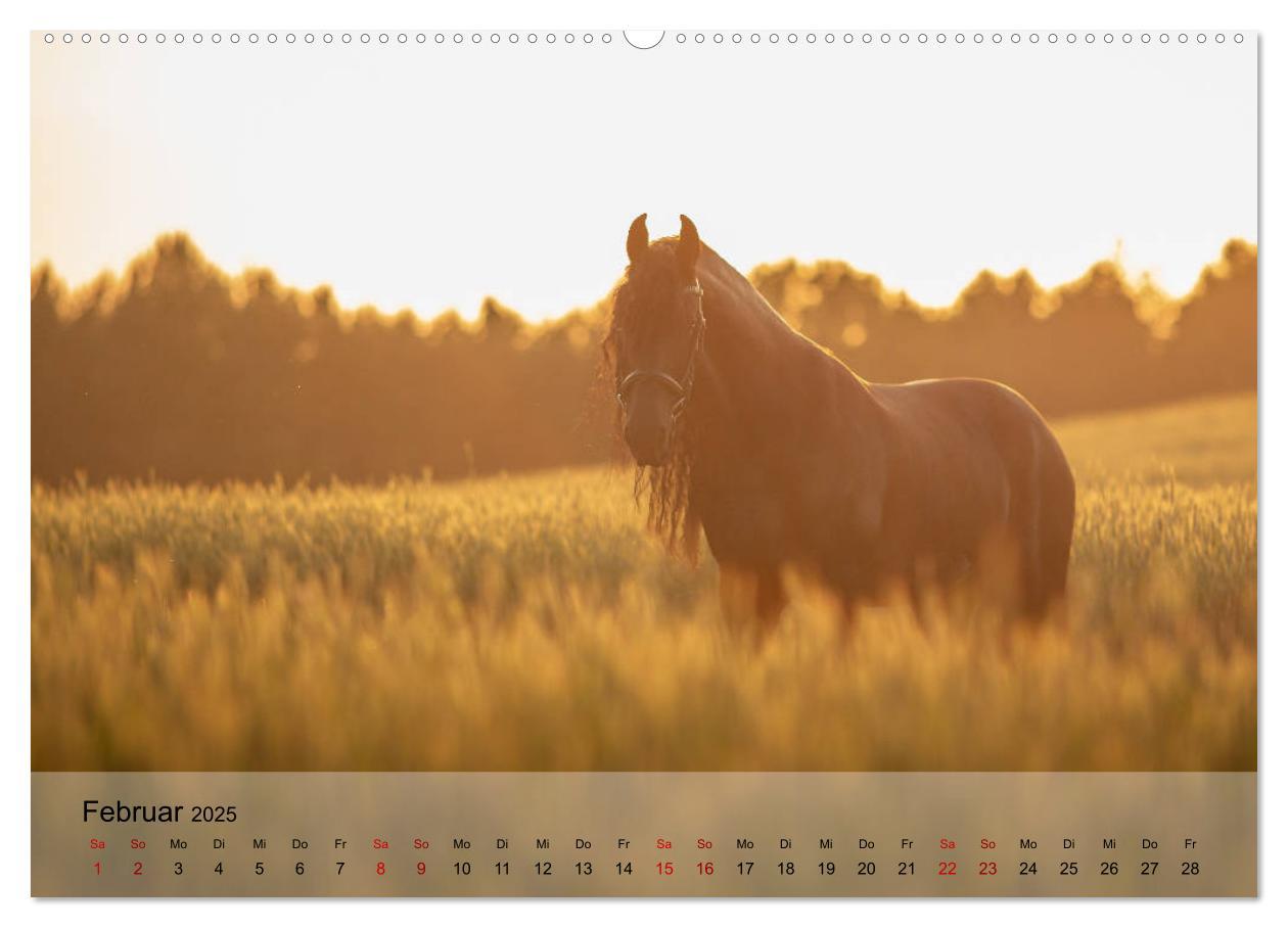 Bild: 9783435288878 | Pferdezauber 2025 (Wandkalender 2025 DIN A2 quer), CALVENDO...