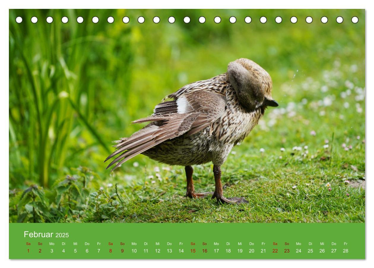 Bild: 9783435019939 | Faszination Enten (Tischkalender 2025 DIN A5 quer), CALVENDO...