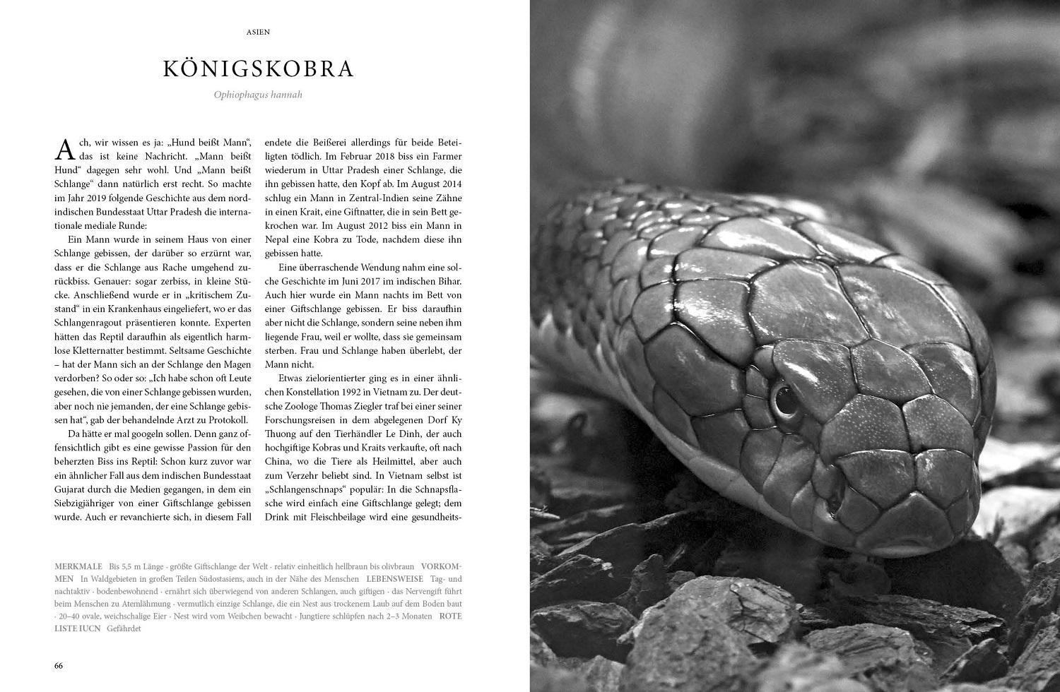 Bild: 9783866595217 | REPTILIA | Köpfe der Urzeit | Tom Krausz (u. a.) | Buch | 224 S.