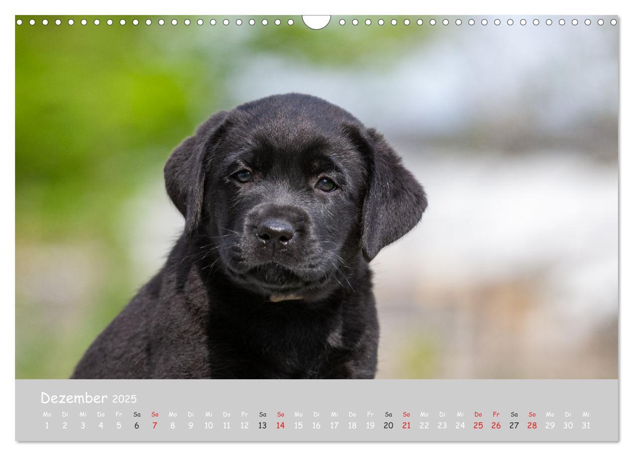 Bild: 9783435532025 | Liebenswerter Labrador 2025 (Wandkalender 2025 DIN A3 quer),...