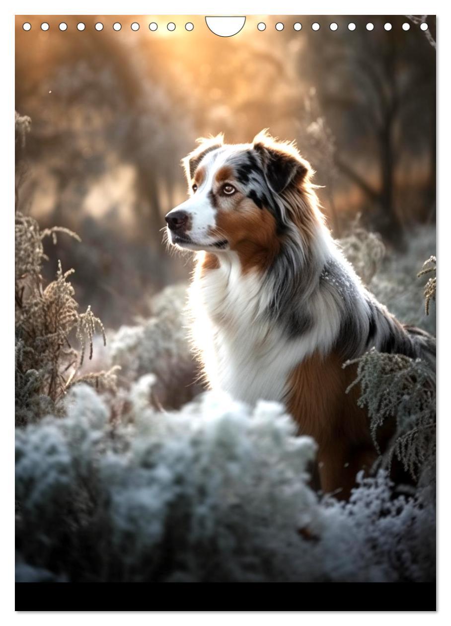 Bild: 9783435872602 | Australian Shepherd (Wandkalender 2025 DIN A4 hoch), CALVENDO...