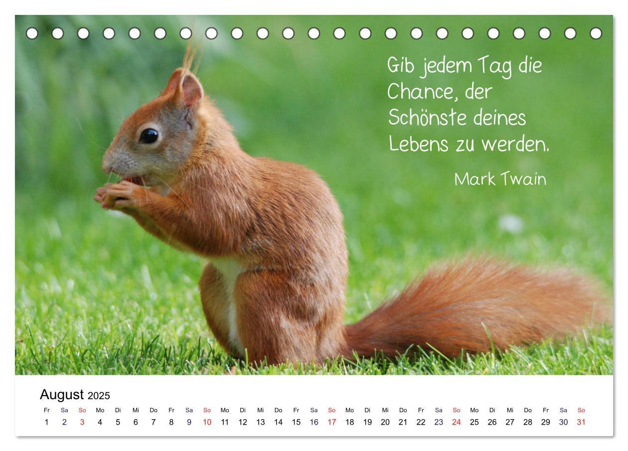 Bild: 9783435433247 | Der literarische Eichhörnchen-Kalender (Tischkalender 2025 DIN A5...