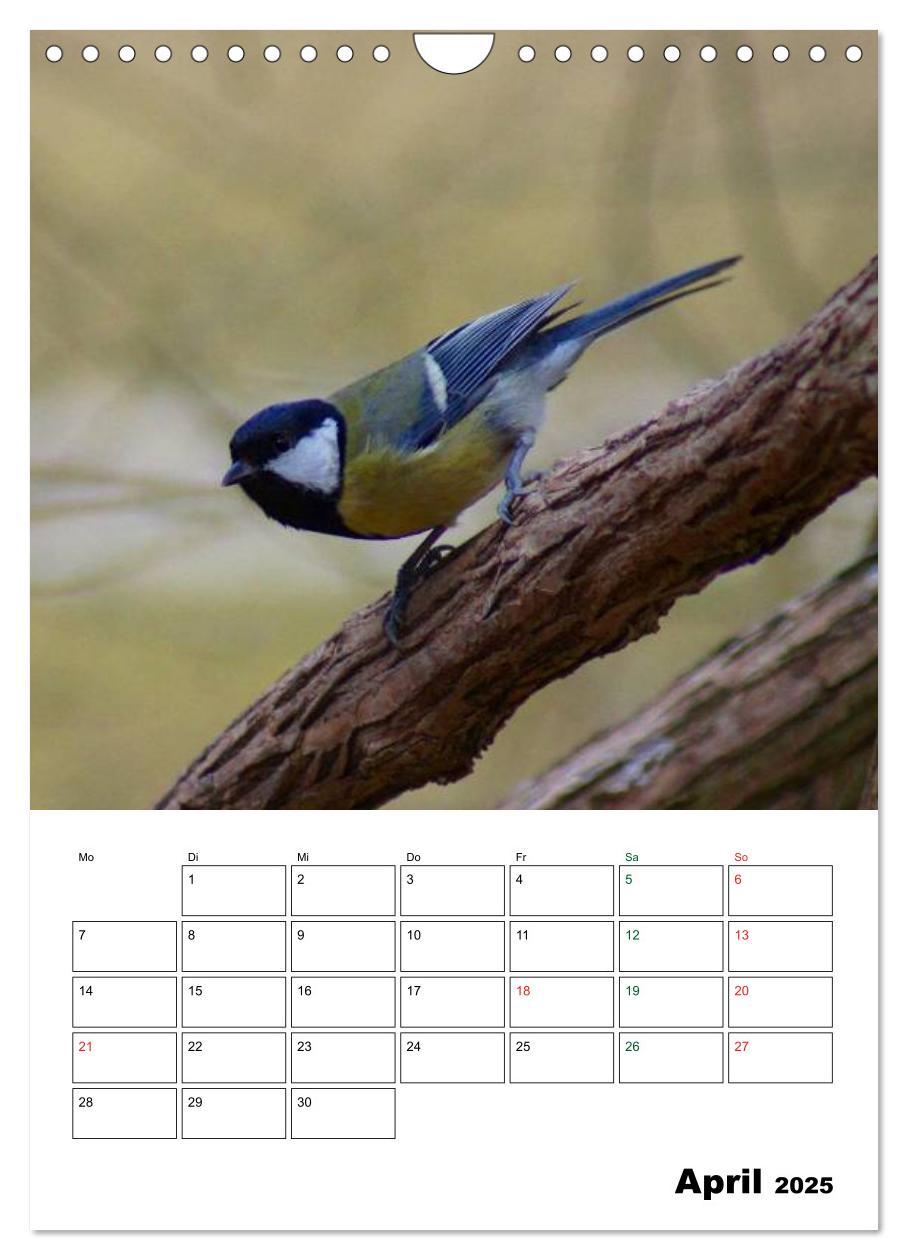 Bild: 9783457086025 | Heimische Singvögel (Wandkalender 2025 DIN A4 hoch), CALVENDO...