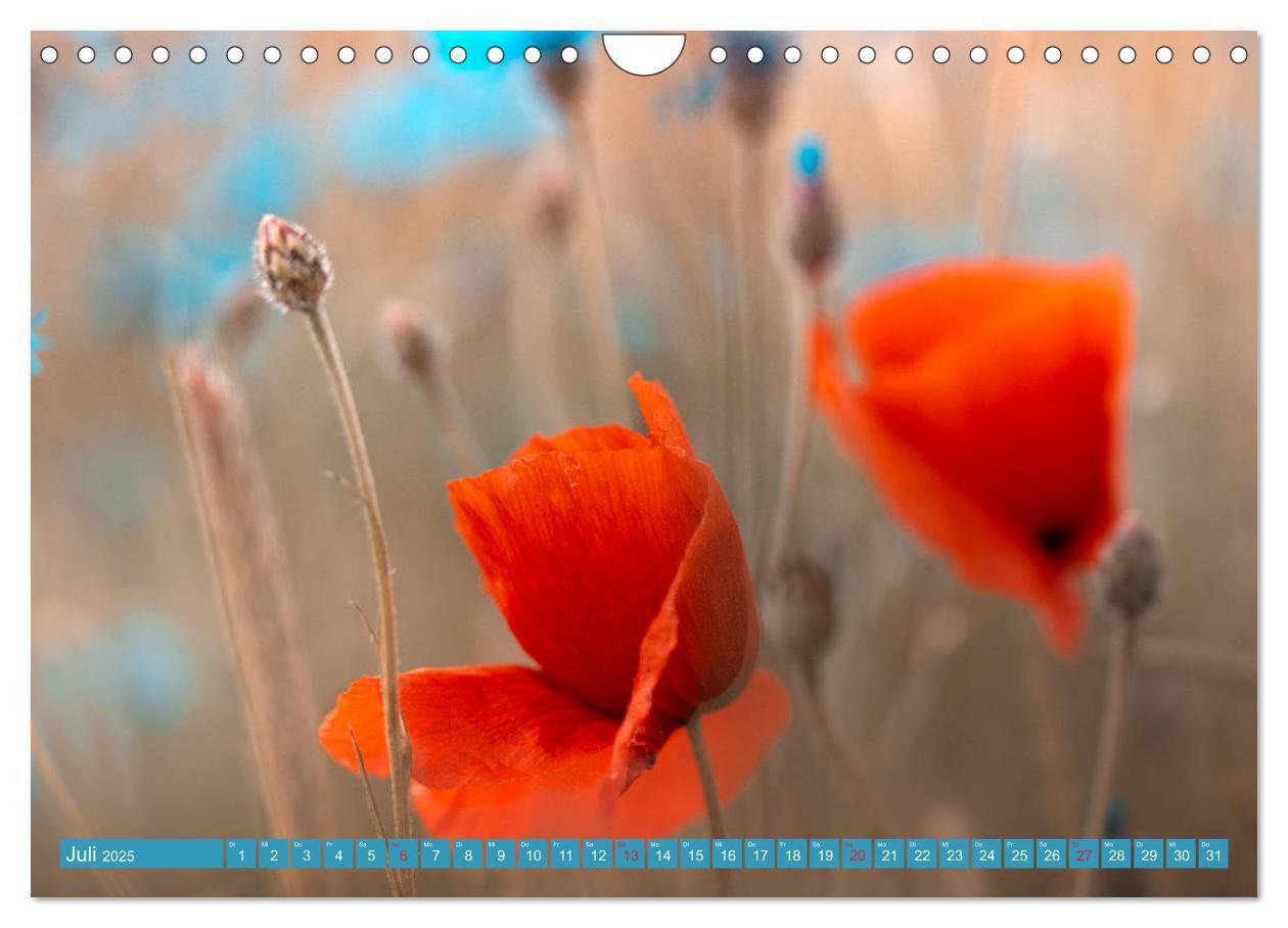 Bild: 9783435288281 | Mohnblumen - Fotografie mit Magie (Wandkalender 2025 DIN A4 quer),...