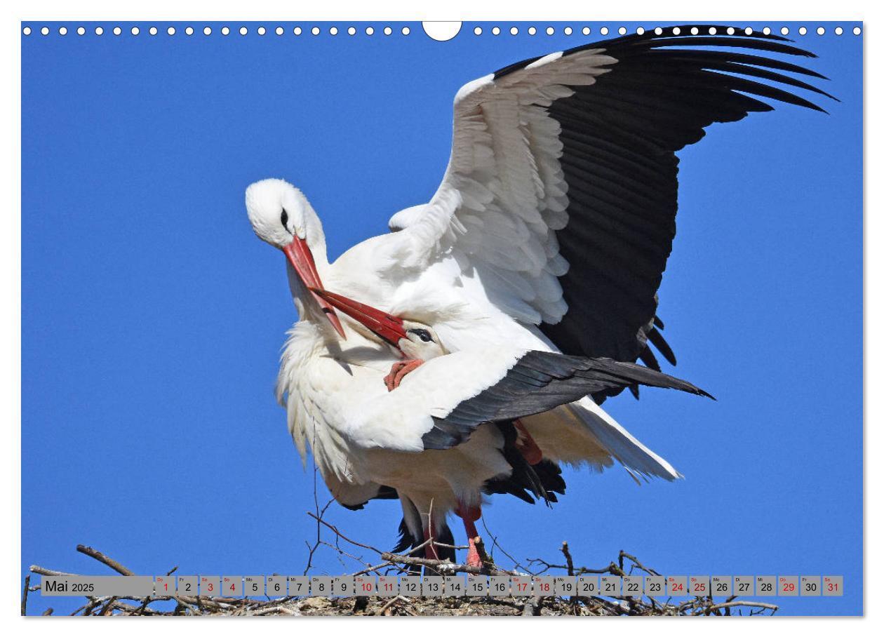 Bild: 9783435145348 | Zu Gast bei Familie Storch (Wandkalender 2025 DIN A3 quer),...