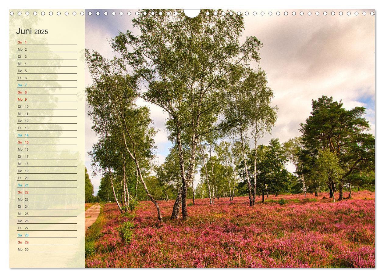 Bild: 9783435091645 | Die Heideblüte (Wandkalender 2025 DIN A3 quer), CALVENDO...