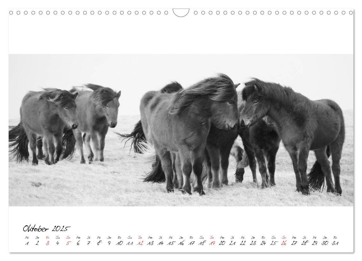 Bild: 9783435762798 | Islandpferde von Brimilsvellir (Wandkalender 2025 DIN A3 quer),...