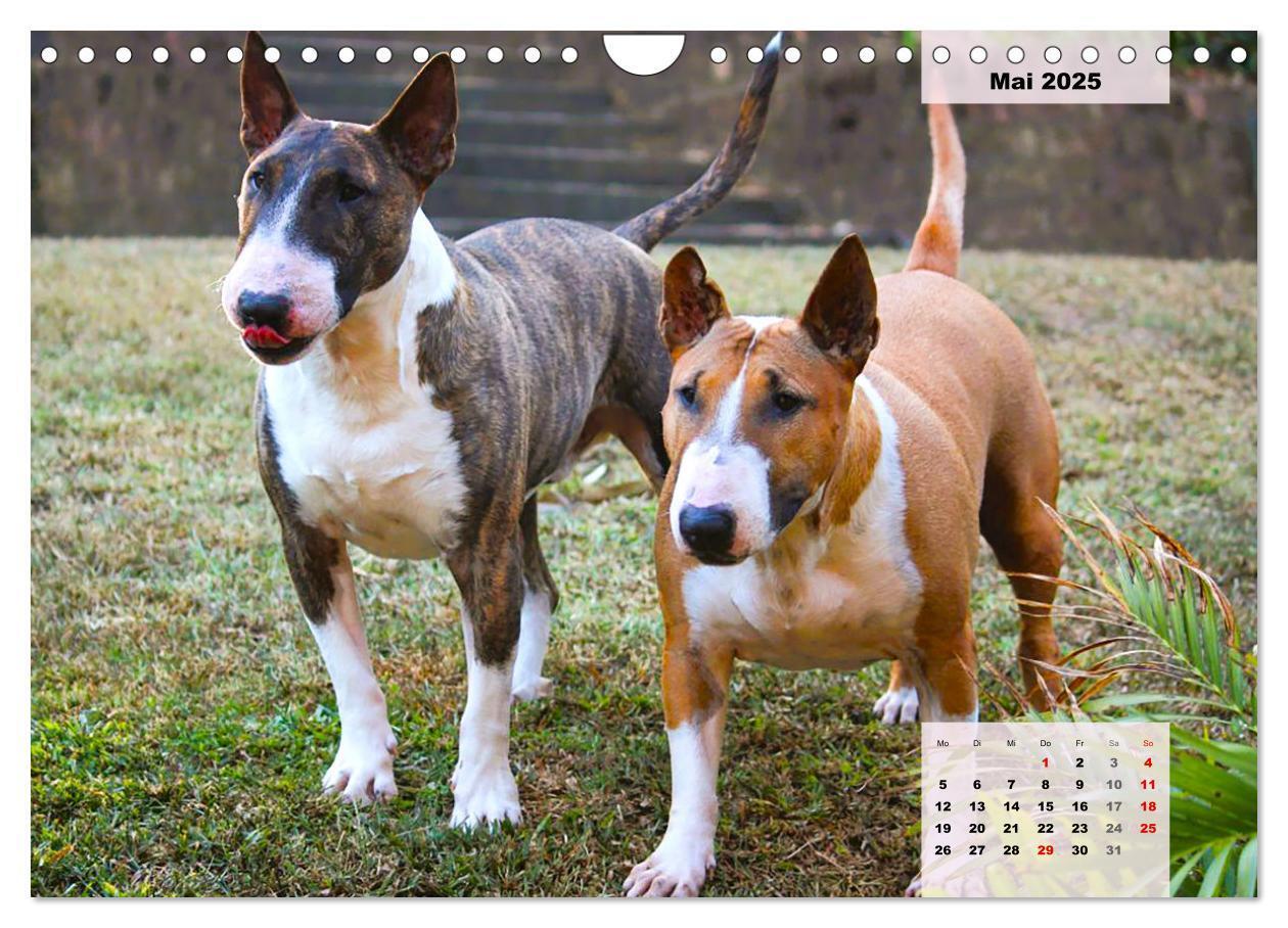 Bild: 9783383947438 | Bullterrier. Freudiges Wesen und Charakter (Wandkalender 2025 DIN...