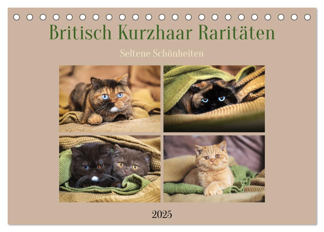 Cover: 9783457197226 | Britisch Kurzhaar Raritäten - seltene Schönheiten (Tischkalender...