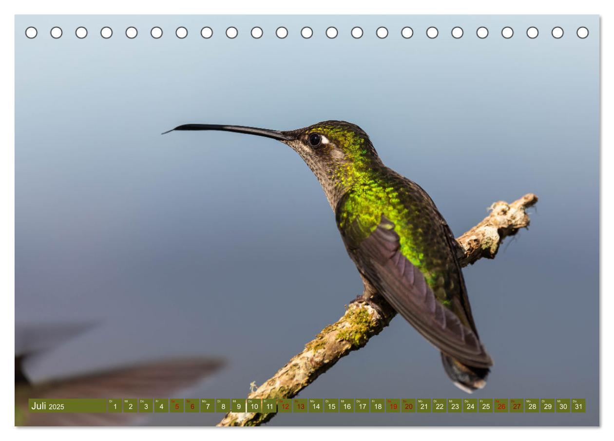 Bild: 9783383887109 | Zauberhafte Kolibris in Costa Rica (Tischkalender 2025 DIN A5...