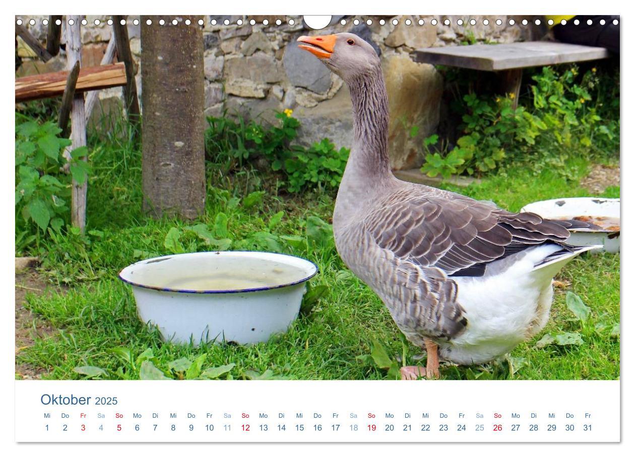 Bild: 9783435494064 | Tierisches Leben auf dem Bauernhof 2025 (Wandkalender 2025 DIN A3...