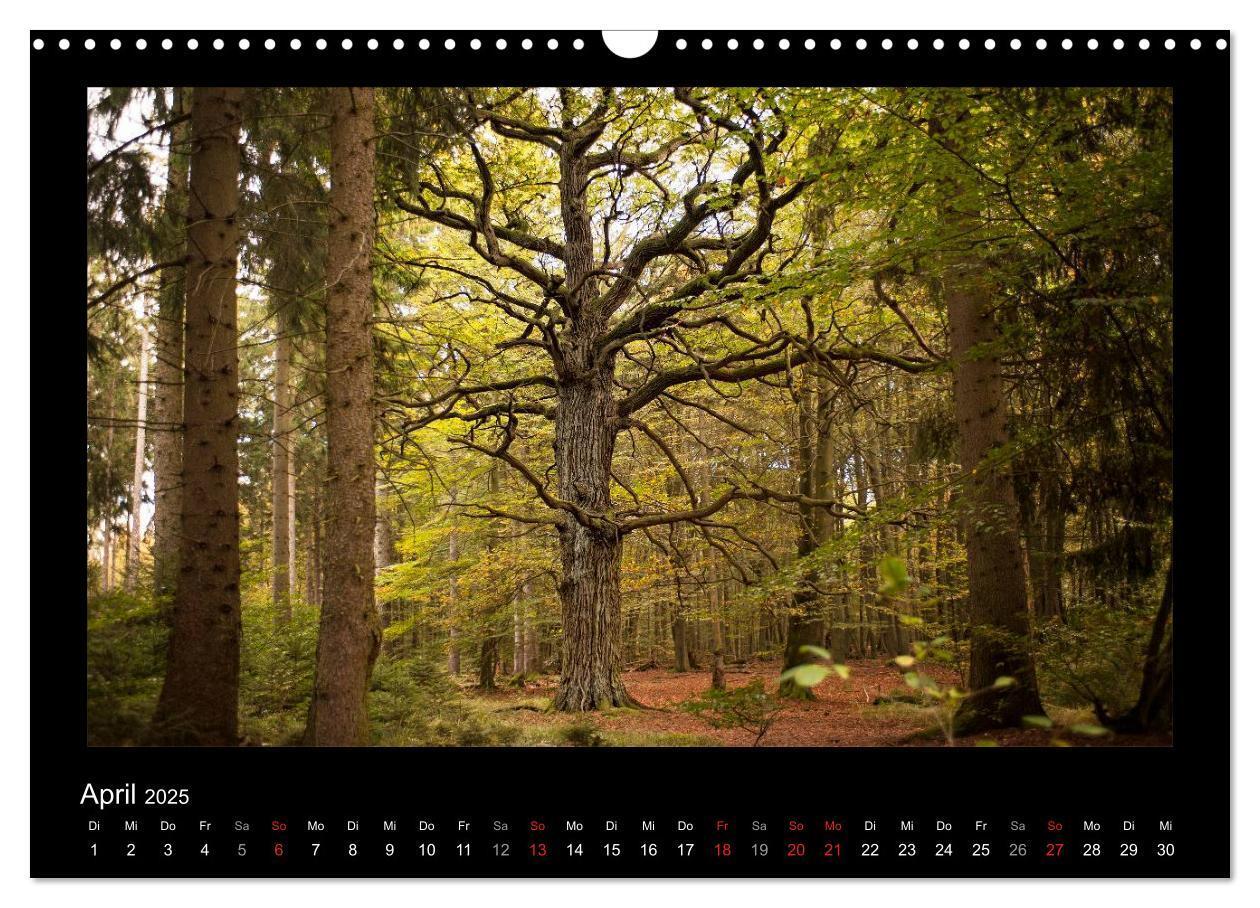 Bild: 9783435626441 | Märchenhafter Reinhardswald und Urwald Sababurg (Wandkalender 2025...