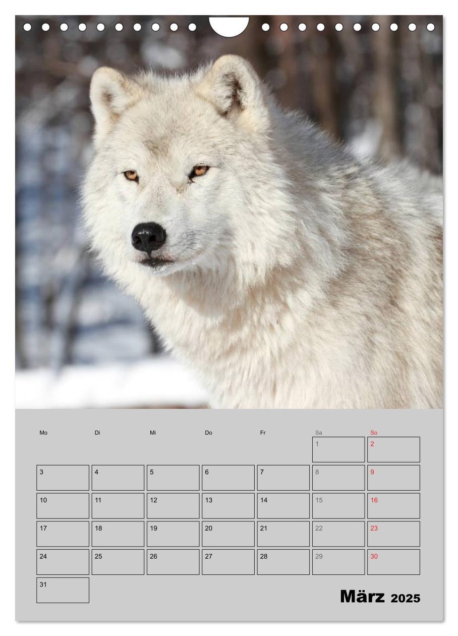 Bild: 9783457024201 | Wolf-Gesichter (Wandkalender 2025 DIN A4 hoch), CALVENDO...